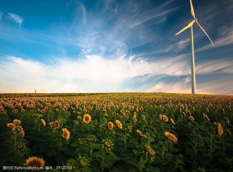再生能源向日葵图片