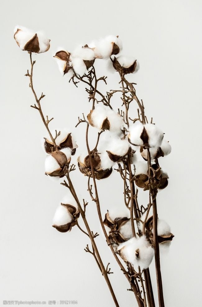木棉树艺术棉花图片