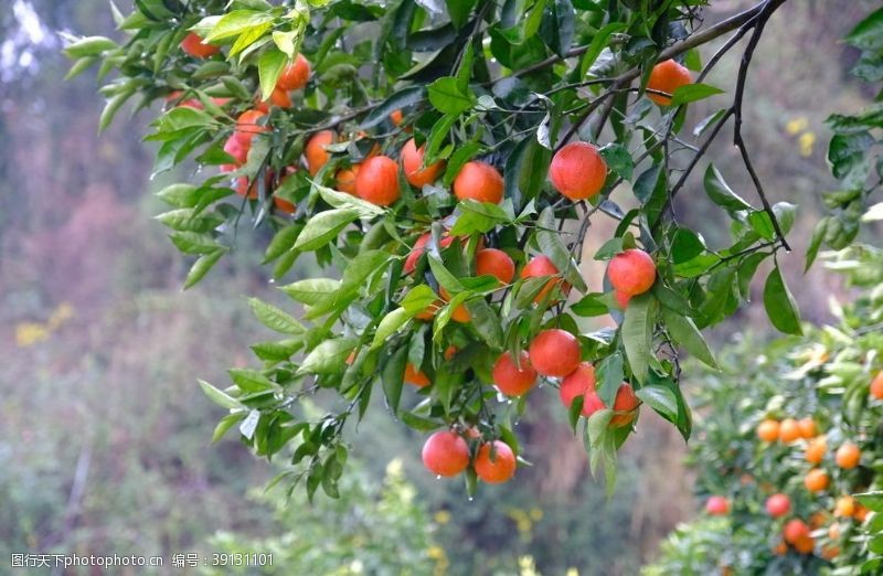果园风光秭归塔罗科血橙图片