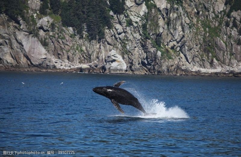 大海鲸鱼座头鲸图片