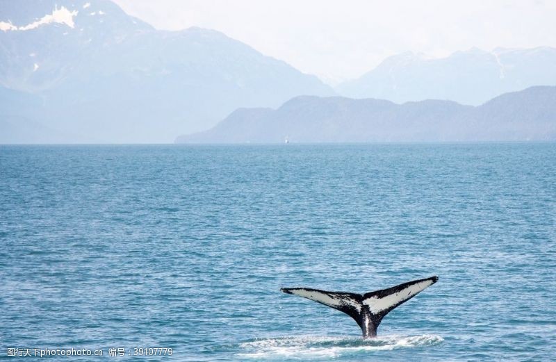 大海鲸鱼座头鲸图片