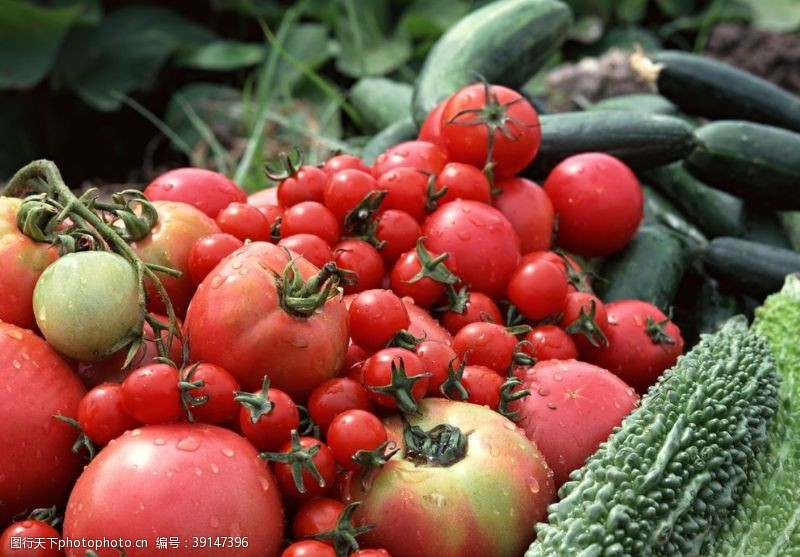 红红的辣椒丰收的蔬菜图片