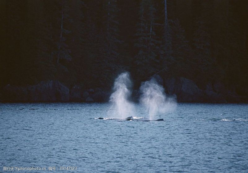 水族世界鲸鱼图片
