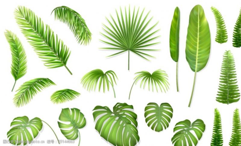 热带树叶贴纸树叶素材图片