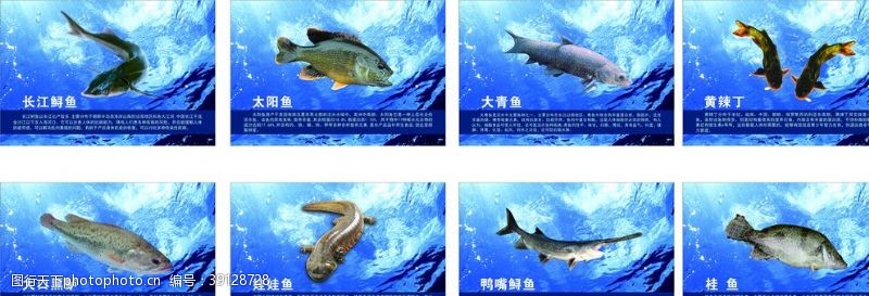 中华鲟鱼类介绍图片