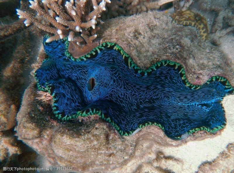 金太利大堡礁图片