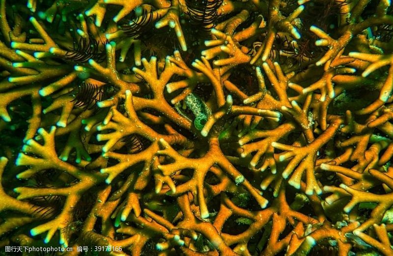 水族世界海葵图片
