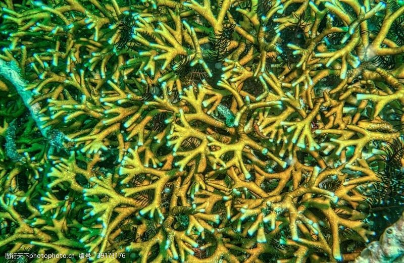 水族世界海葵图片