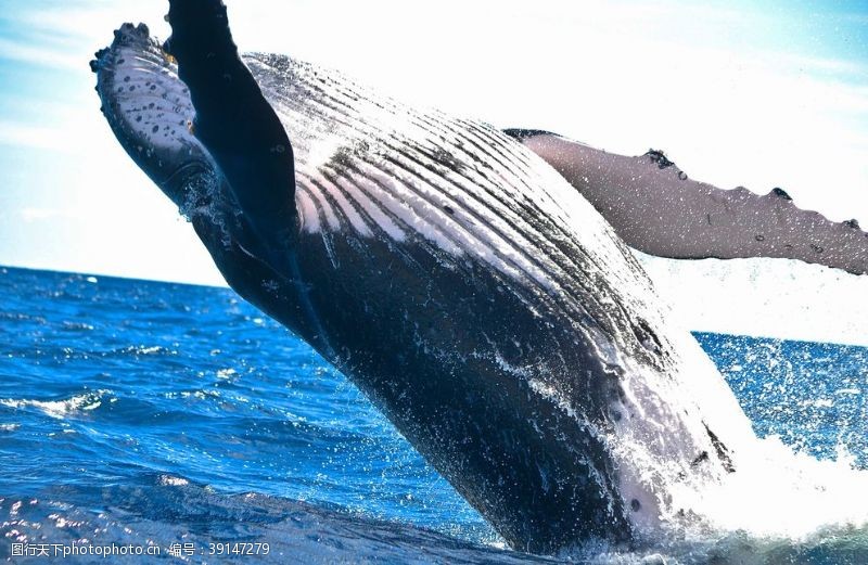 海豚摄影鲸鱼图片