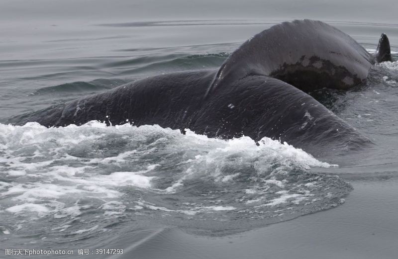 海豚摄影鲸鱼图片