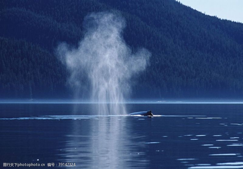 水族世界鲸鱼图片