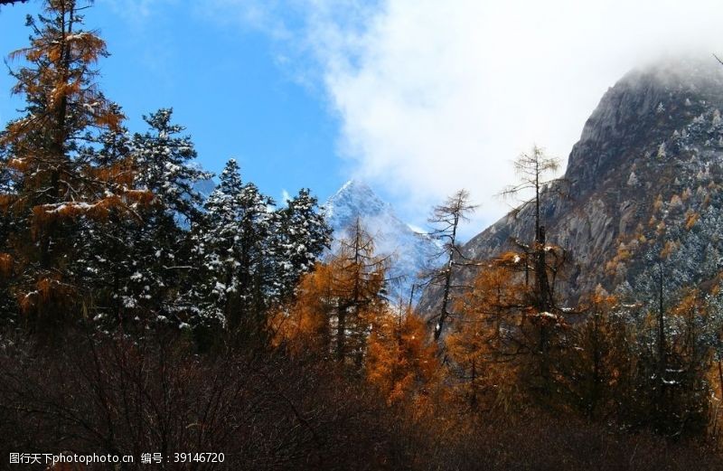 落叶背景秋天景色图片