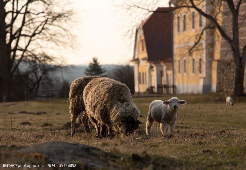 2015羊年羊驼图片